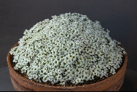 Saxifraga 'Allendale Ghost'